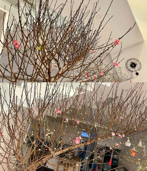 Cành đào là quà Tết do siêu mẫu Xuân Lan gửi tặng Thân Thúy Hà dịp năm mới.