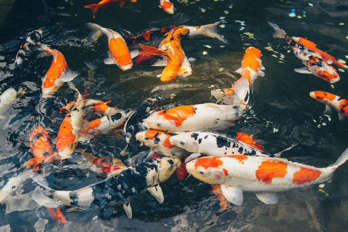 Những năm gần đây, các đại gia Việt rộ lên thú nuôi cá Koi xa xỉ. Cá Koi chỉ dành cho người giàu là bởi loài cá Koi vốn được mệnh danh là "quốc ngư" của xứ sở Nhật Bản. Ảnh: Internet