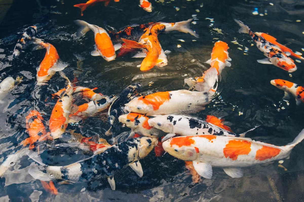 Những năm gần đây, các đại gia Việt rộ lên thú nuôi cá Koi xa xỉ. Cá Koi chỉ dành cho người giàu là bởi loài cá Koi vốn được mệnh danh là "quốc ngư" của xứ sở Nhật Bản. Ảnh: Internet