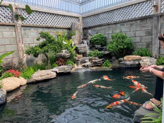 Cá Koi không chỉ đắt đỏ mà việc nuôi chúng còn đòi hỏi sự tỷ mỉ, đầu tư về mọi mặt. Ảnh: Sơn Hà King Koi