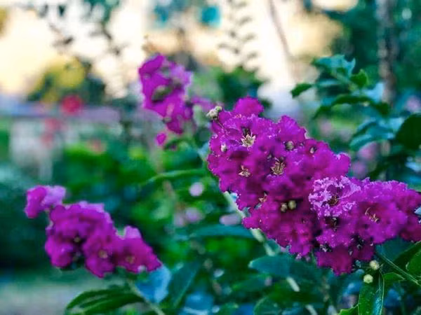 Những loài khoa khác trong vườn không được chăm sóc nhiều song vẫn nở hoa rực rỡ.