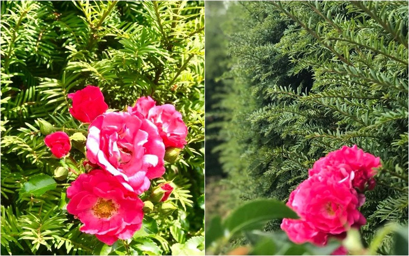 Khu vườn đủ sắc màu với nhiều loài hoa bung nở tuyệt đẹp khiến người yêu thiên nhiên phải say đắm. Nguồn ảnh: FBNV