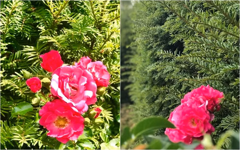 Khu vườn đủ sắc màu với nhiều loài hoa bung nở tuyệt đẹp khiến người yêu thiên nhiên phải say đắm. Nguồn ảnh: FBNV