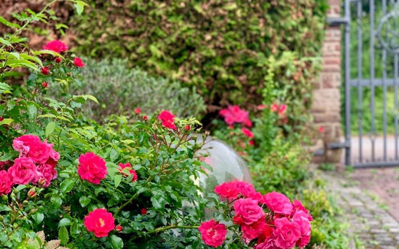 Hoa hồng là loài cây không thể thiếu trong vườn nhà Mỹ Lệ.