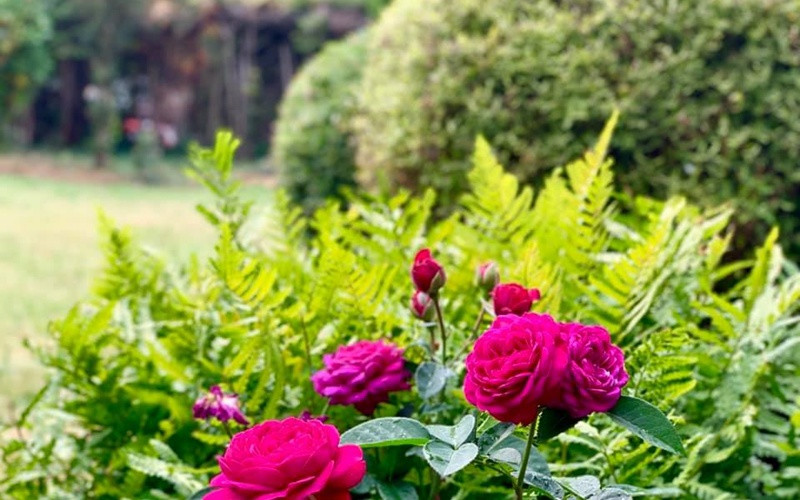 Trước đây, nữ ca sĩ cũng từng khoe nhiều loại hoa trái trong khu vườn này.