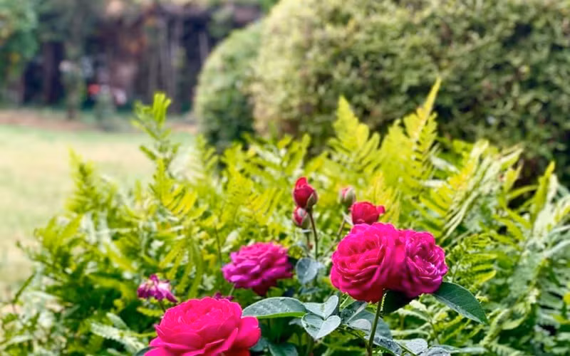 Trước đây, nữ ca sĩ cũng từng khoe nhiều loại hoa trái trong khu vườn này.