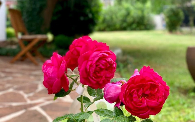 Mùa hè thời tiết quá đẹp nên vườn nhà Mỹ Lệ xanh mướt, lung linh dù không được chăm sóc thường xuyên.