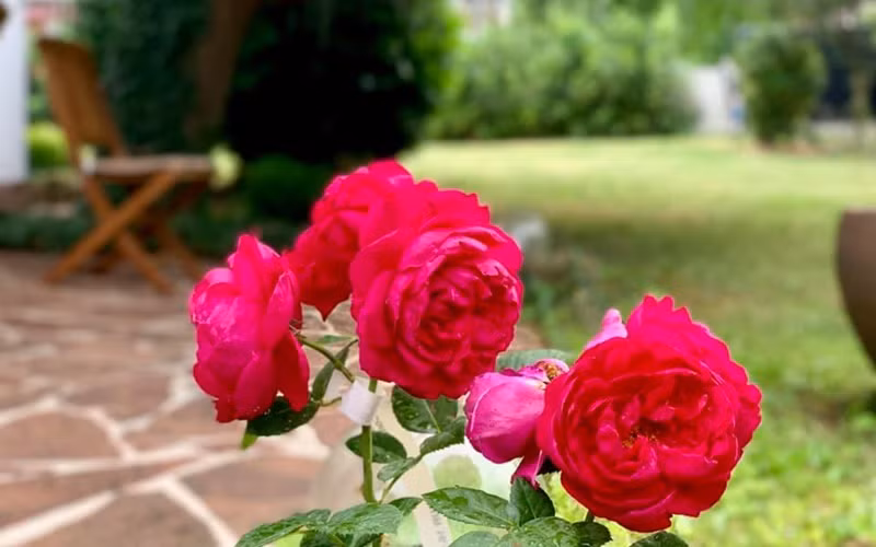 Mùa hè thời tiết quá đẹp nên vườn nhà Mỹ Lệ xanh mướt, lung linh dù không được chăm sóc thường xuyên.