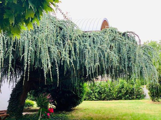 Ngoài hoa, trong vườn còn có cây tùng với tuổi đời hàng chục năm.