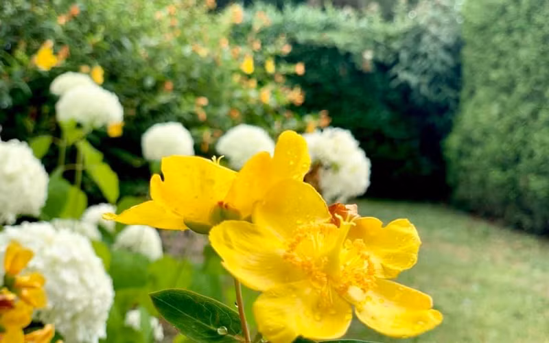 Khu vườn đẹp đến nỗi giọng ca gốc Quảng Bình muốn làm cái giường treo rồi nằm giữa bao la cây cỏ.