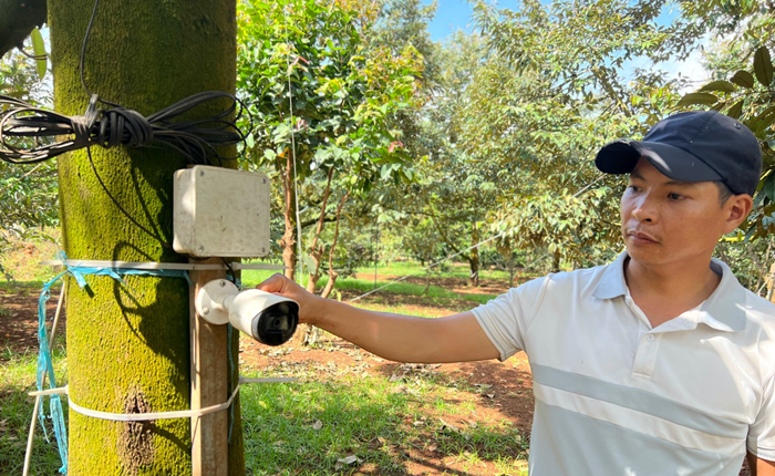 Anh Trần Tiến (ở thôn Phước Hoà, xã Ea Yông, huyện Krông Pắc) còn lắp camera trên cây sầu riêng, độ cao tầm 1,2-1,5m để ngày đêm "canh giữ". Ảnh: Dân Việt