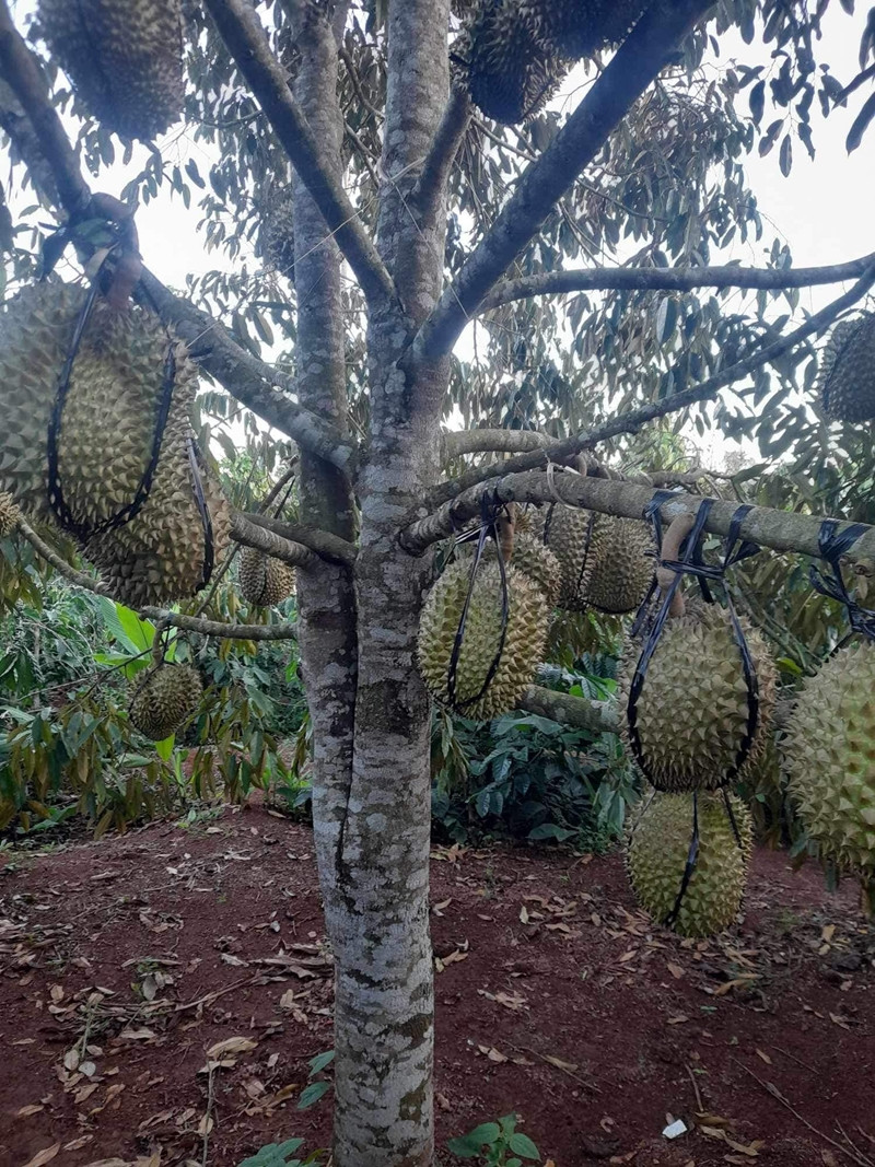 1001 cách chống trộm sầu riêng của chủ vườn 1001 cach chong trom sau rieng cua chu vuon