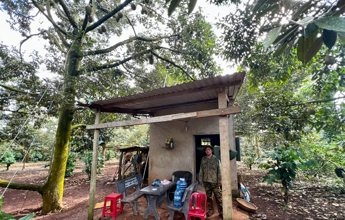 Thậm chí, có gia đình ăn ngủ tại vườn sầu riêng để canh trộm. Ảnh: Dân Việt