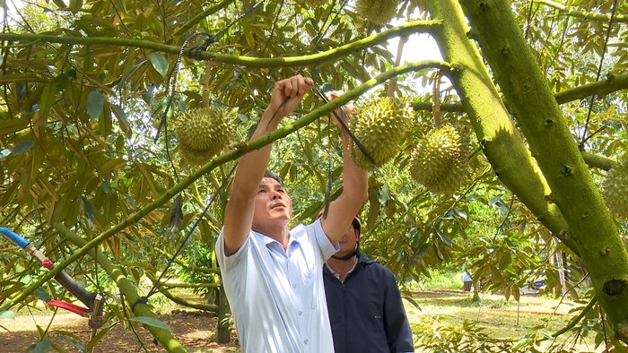 Trước vấn nạn này, nhiều hộ nông dân gần như thức trắng đêm để chống trộm. Ảnh: Dân Việt