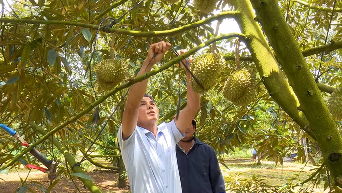 Trước vấn nạn này, nhiều hộ nông dân gần như thức trắng đêm để chống trộm. Ảnh: Dân Việt
