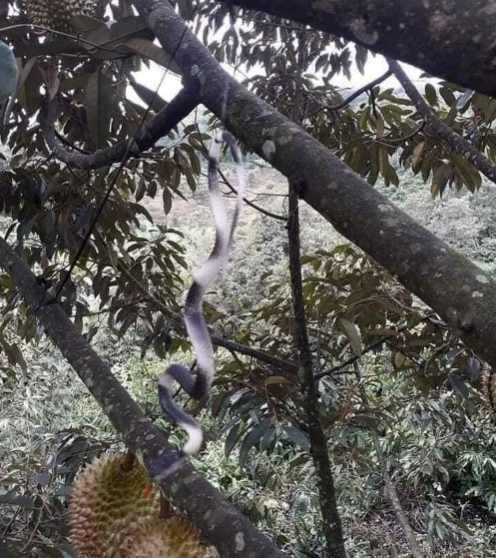 Buổi tối chập choạng, nhìn thấy những chú rắn ngoằn ngoèo nhiều tên trộm cũng khiếp vía. Ảnh: 2sao