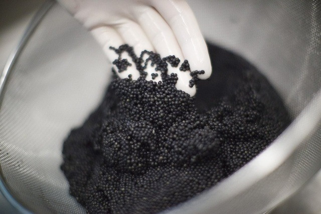 Kích thước của cá tầm trưởng thành có thể dao động từ vài kg đến vài tấn (con cá tầm Beluga lớn nhất từng được đánh bắt nặng 1.571kg và dài 7,2m). Thông thường, trứng cá muối chiếm tới 10-15% trọng lượng cá. Ảnh: Getty