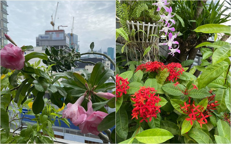 Khu vườn trên sân thượng tươi tốt với nhiều loại hoa bung nở. Ảnh: FBNV