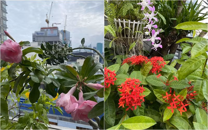 Khu vườn trên sân thượng tươi tốt với nhiều loại hoa bung nở. Ảnh: FBNV