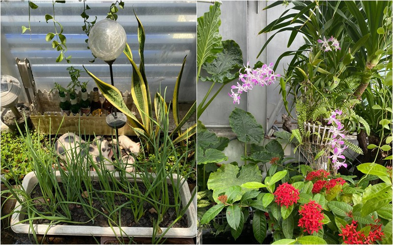 Thời điểm dịch, bà chia sẻ trên trang cá nhân: "Covid nghỉ kinh doanh, gia đình em chuyển nghề sang chăn nuôi và trồng trọt". Ảnh: FBNV