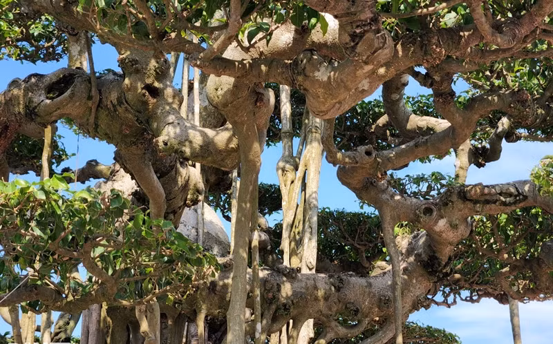 Tác phẩm Đại Thụ Vân Tùng mang dáng vóc bề thế. Các chi tiết uốn lượn ở thân và rễ vô cùng ấn tượng. Ảnh: Dân trí