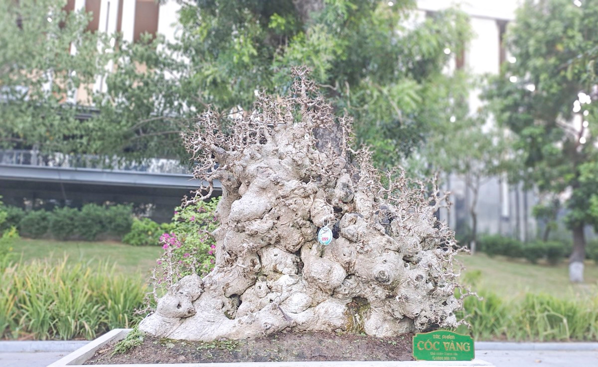 Tác phẩm cóc vàng độc nhất vô nhị. Ảnh: Tiền phong