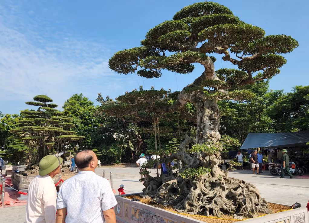 Cây sanh dáng lão có tên Lão Thọ Sinh Châu được đánh giá là một tác phẩm nghệ thuật có tạo hình đẹp và bề thế. Ảnh: Người đưa tin