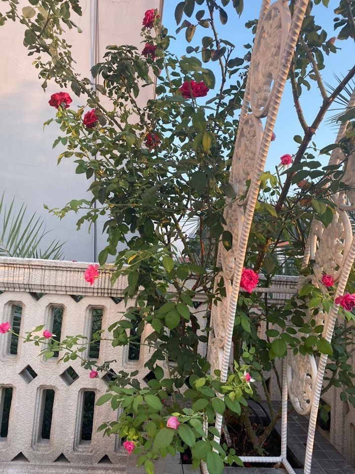 Người đẹp cũng dành nhiều không gian để trồng hoa hồng leo theo khung sắt.