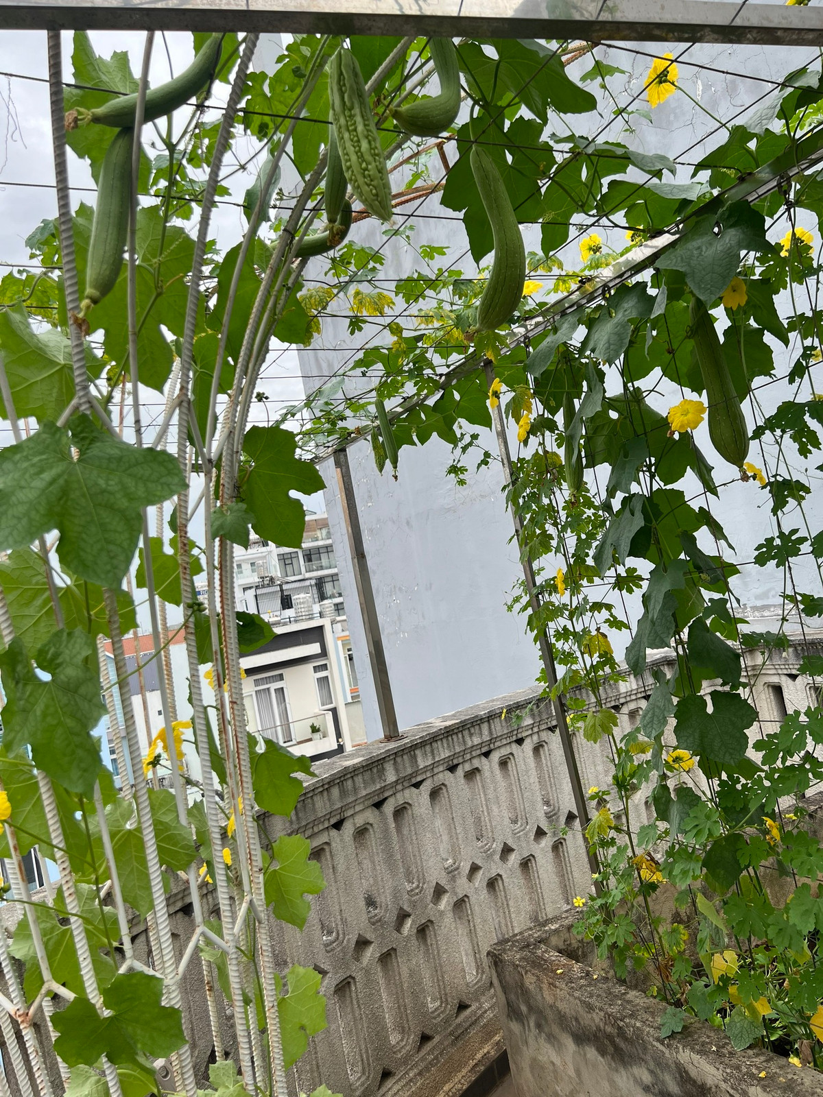 Rau củ nhiều, Giáng My thường hái đem tặng người thân, bạn bè.