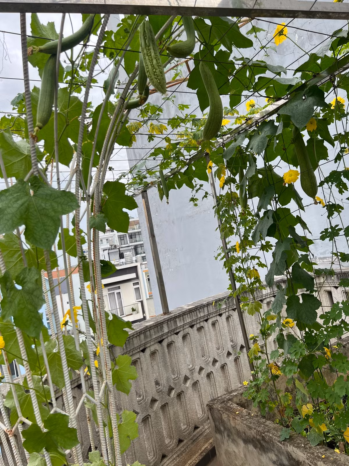 Rau củ nhiều, Giáng My thường hái đem tặng người thân, bạn bè.