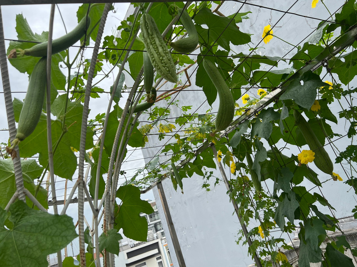 Giàn mướp sai lúc lỉu trông thích mắt.