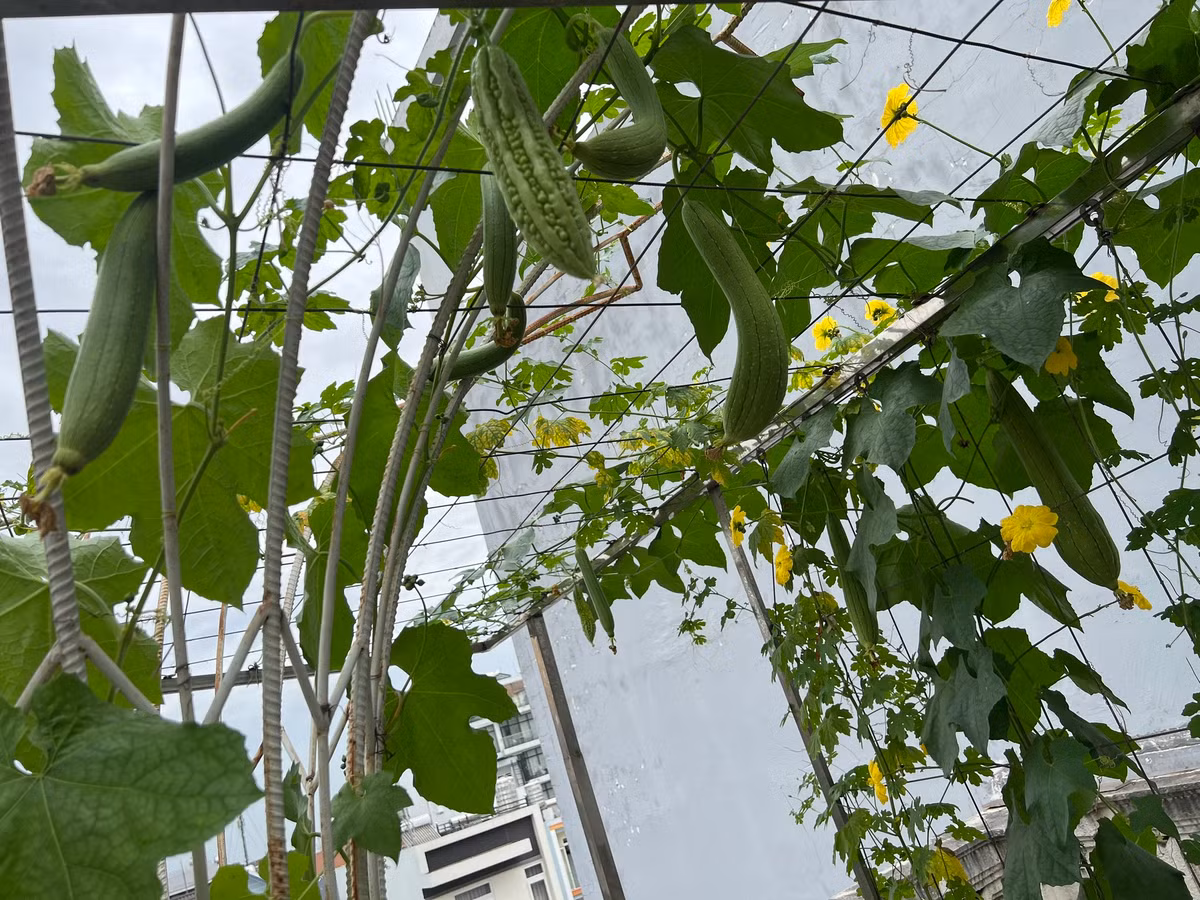 Giàn mướp sai lúc lỉu trông thích mắt.