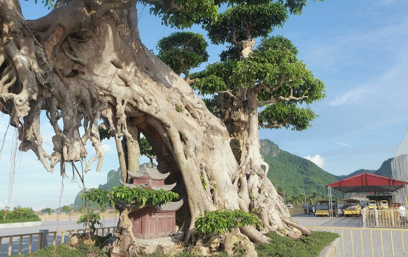 Cây sanh được ông mua cách đây hơn 10 năm của một nhà ông lão sống trong rừng ở Chi Nê (Hòa Bình). Biết cây đã lâu nhưng phải 7 năm sau chủ cũ của cây mới đồng ý bán cho. Ảnh: Thuonghieusanpham