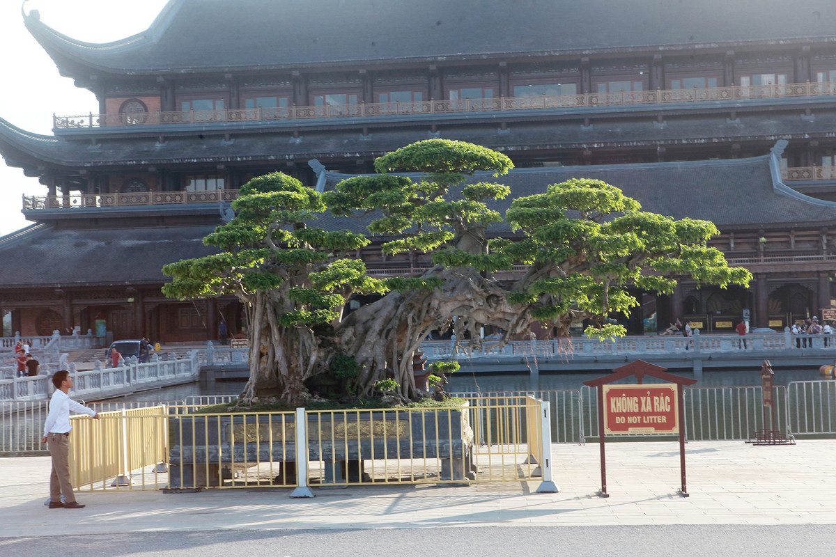 Do cây lớn nên phải sử dụng giàn giáo lên cao để làm tay cành, bông tán. Ảnh: Dân trí