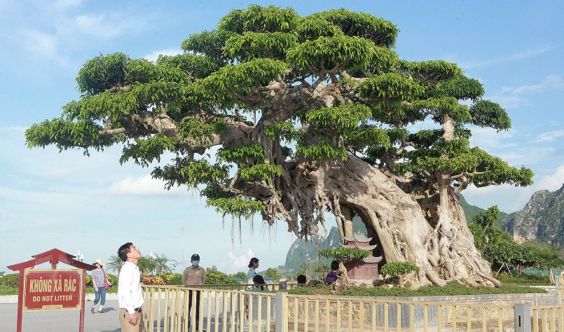 Cây sanh có tuổi đời hàng trăm năm. Mặc dù cây to nhưng chưa hoàn thiện, dịp Đại lễ Vesak 2019 do tỉnh nhà tổ chức nên ông Dần đưa đi triển lãm cho mọi người chiêm ngưỡng. Ảnh: Thuonghieusanpham