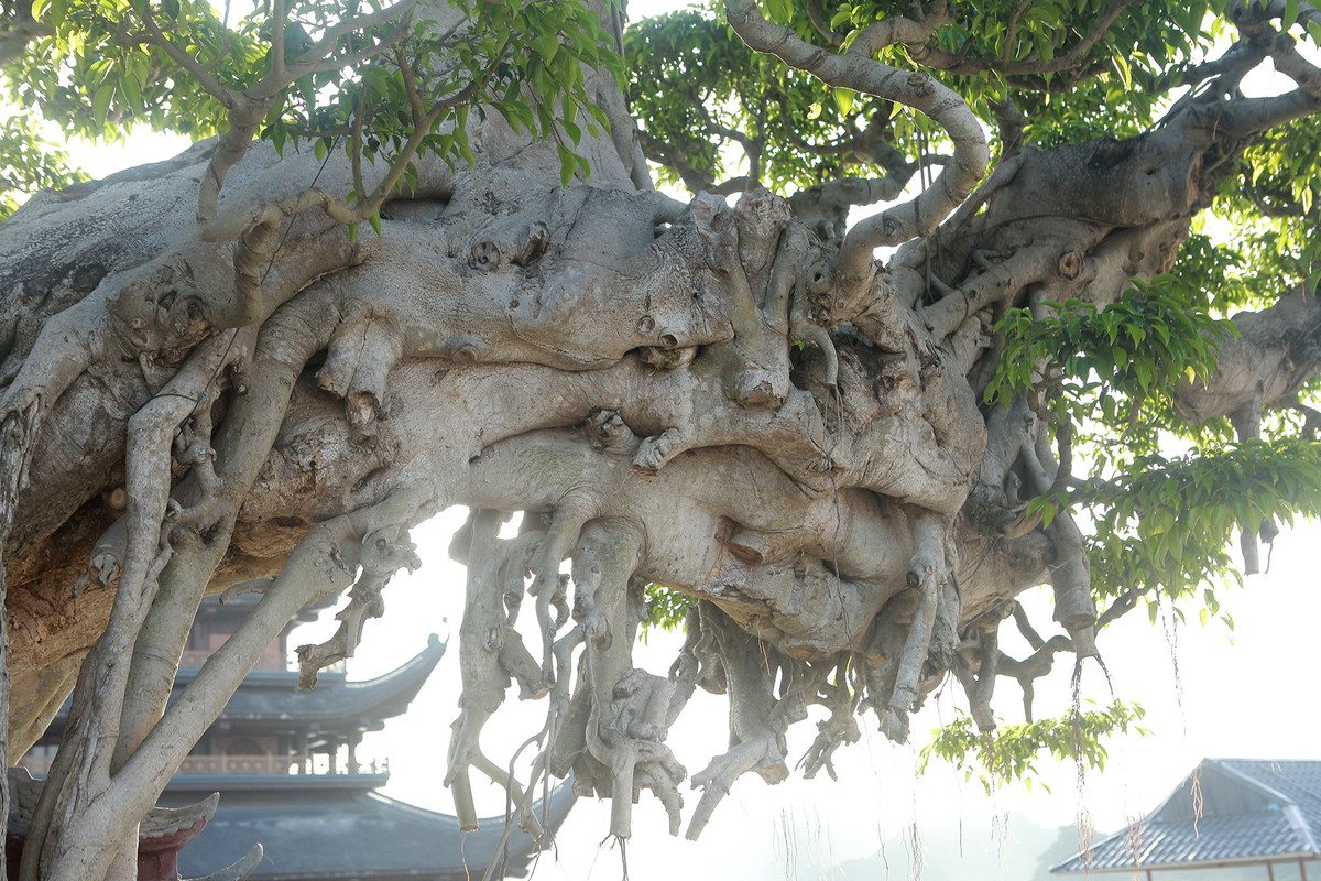 "Bách niên giai lão” có dáng trực hoành, cao khoảng 3 m, đường kính gốc gần 2 m. Cây tuy lớn nhưng thân mềm mại, uyển chuyển mang vẻ đẹp tự nhiên. Ảnh: Giadinhnet