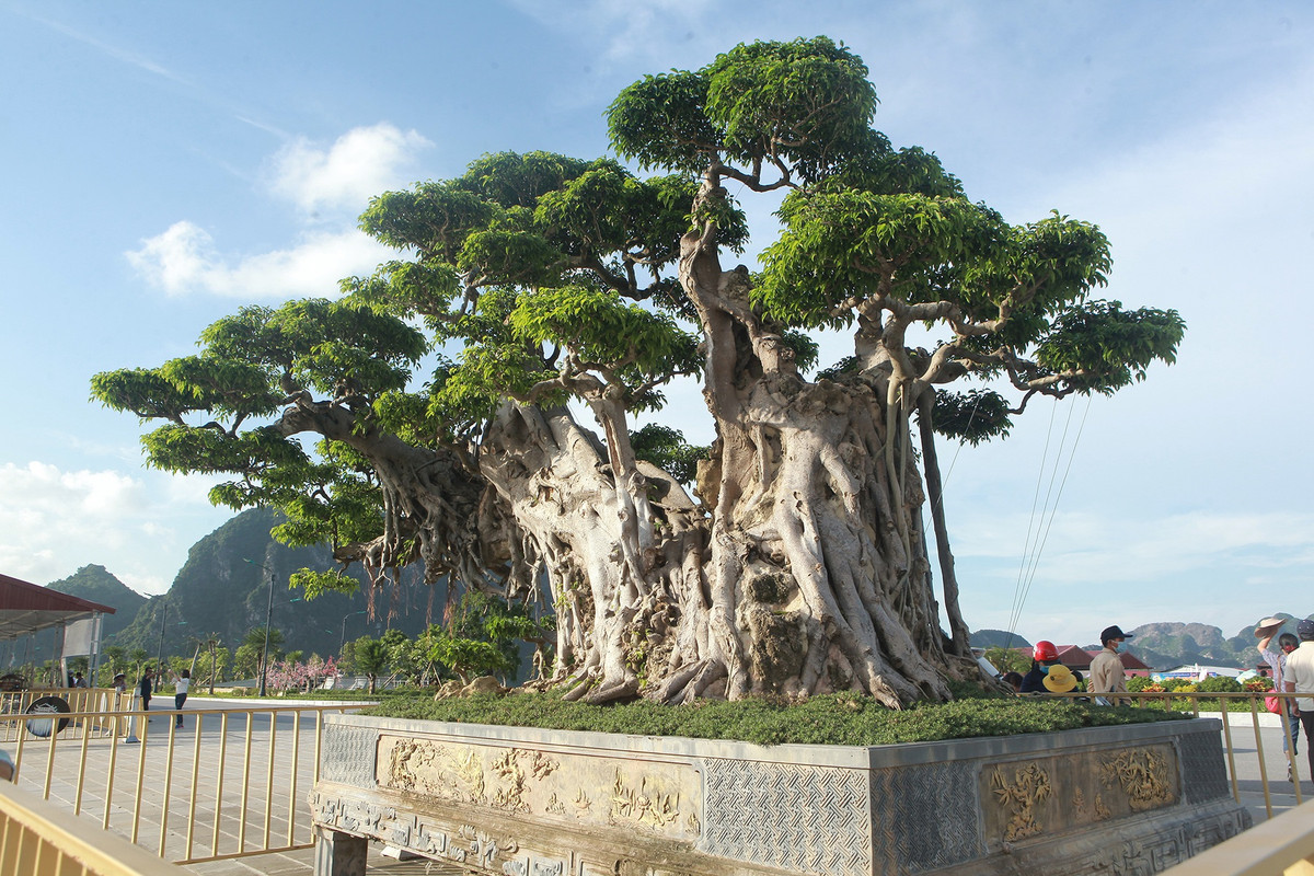 Để đưa cây về, ông Dần phải mở một con đường dài trăm mét, rải bằng củi, gỗ. ẢnhL Dân trí