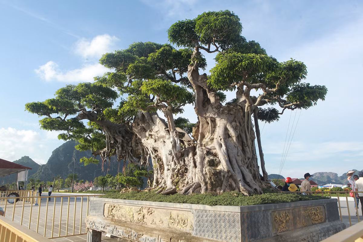 Để đưa cây về, ông Dần phải mở một con đường dài trăm mét, rải bằng củi, gỗ. ẢnhL Dân trí