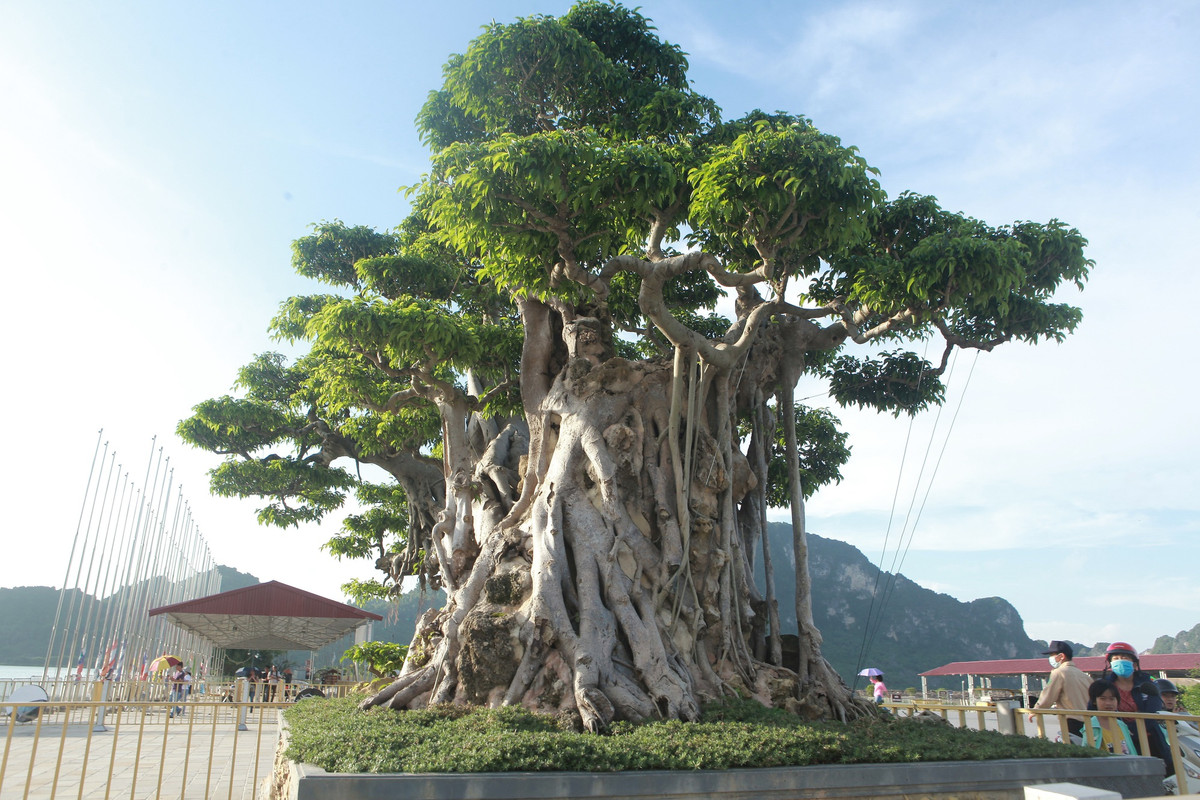 Trong nhiều năm làm cây, có rất nhiều biến cố, có lúc phải bán căn nhà mặt phố 10m để bù lỗ nhưng ông vẫn nhất quyết không bán tác phẩm sanh cổ “Bách niên giai lão”. Ảnh: Giadinhnet