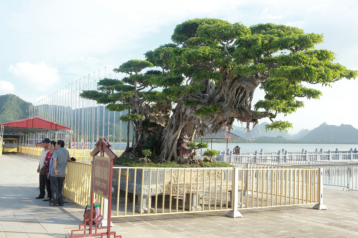 Cây sanh cổ trồng trong chậu cỡ đại, được quây hàng rào sắt và có người bảo vệ 24/24. Ảnh: Giadinhnet