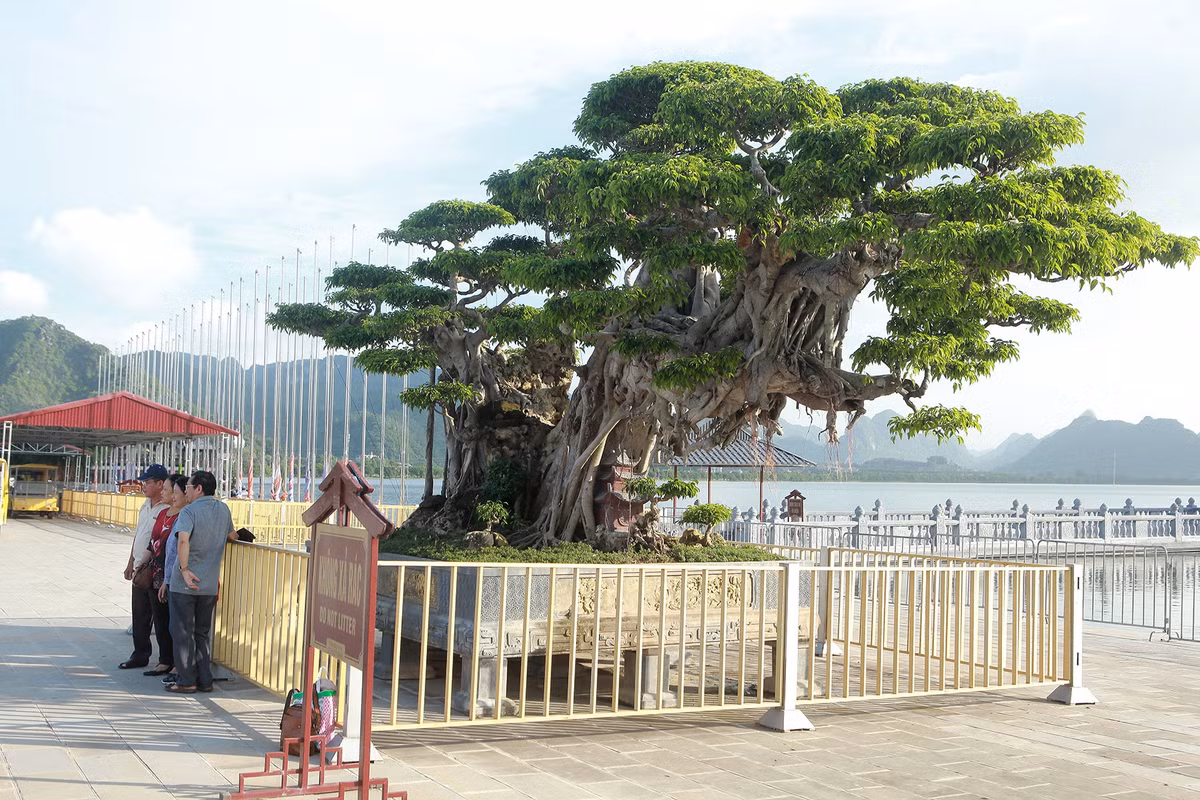 Cây sanh cổ trồng trong chậu cỡ đại, được quây hàng rào sắt và có người bảo vệ 24/24. Ảnh: Giadinhnet