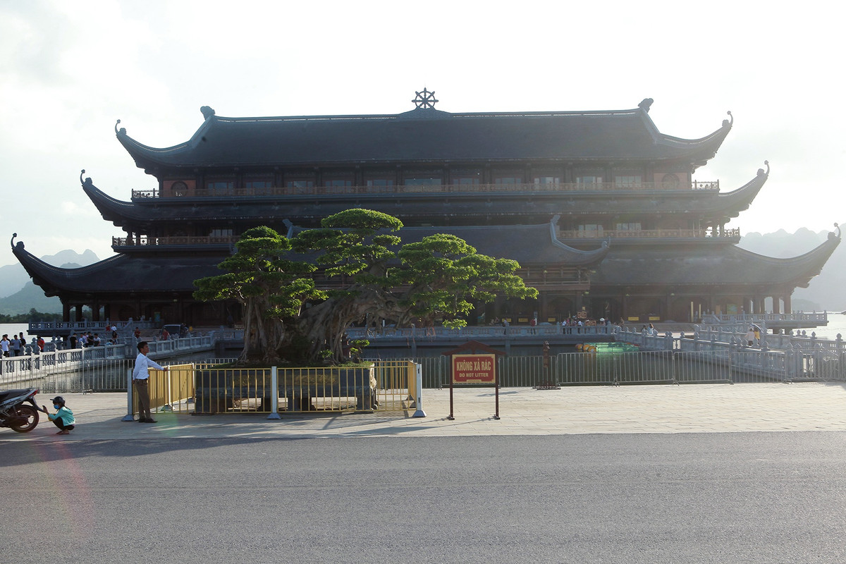 Tại triển lãm cây cảnh Tam Chúc tại thị trấn Ba Sao (Kim Bảng, Hà Nam) nhiều người bị thu hút bởi cây sanh mang tên "Bách niên giai lão" của ông Phạm Văn Dần. Ảnh: Dân trí