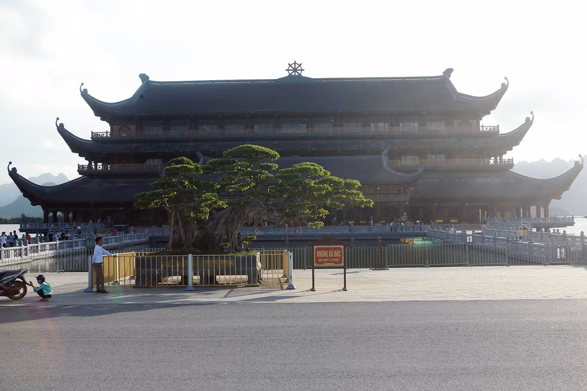 Tại triển lãm cây cảnh Tam Chúc tại thị trấn Ba Sao (Kim Bảng, Hà Nam) nhiều người bị thu hút bởi cây sanh mang tên "Bách niên giai lão" của ông Phạm Văn Dần. Ảnh: Dân trí