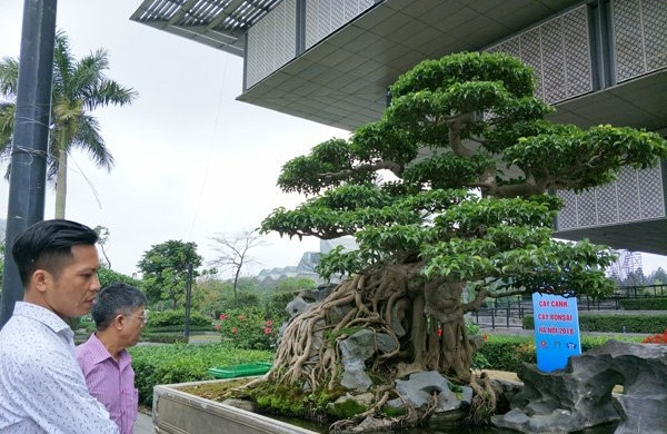 Cây sanh có chiều cao khoảng 1m8, đường kính thân 26cm. Ông Cường mua cây sanh này năm 2003 của một nghệ nhân chơi cây ở Nam Định. Ảnh: Dân Việt