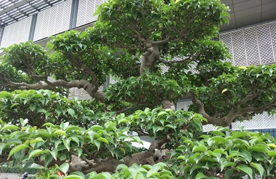 Bộ rễ cây ôm trùm lấy phiến đá cổ tạo điểm nhấn cho cây. Ảnh: Dân trí