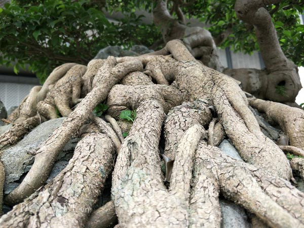 Sau khi sở hữu, nghệ nhân Đặng Xuân Cường đã tạo tác, chỉnh sửa theo ý tưởng của riêng mình. Ảnh: Dân trí