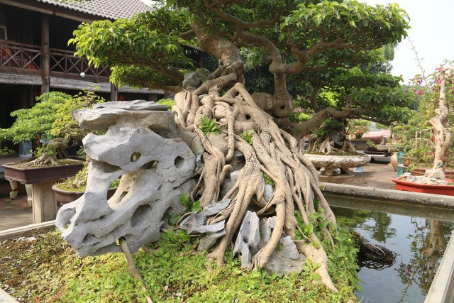 Thời điểm đó, ông Cường mua tác phẩm sanh cổ với giá 11 triệu đồng. Ban đầu, cây chỉ lộ 1 thân xiêu còn thân hoành bị vùi kín dưới đất. Ảnh: Dân Việt