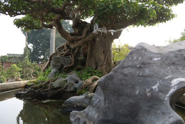 Ông Cường cho biết, trong số những cây cảnh do mình tạo tác, đây là một trong số ít cây ông tâm đắc, yêu thích nên ông chưa có ý định chuyển nhượng cho bất cứ ai”. Ảnh: Dân Việt