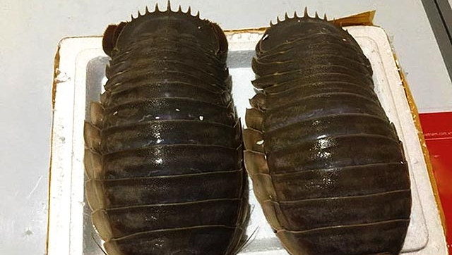 Thời kì cao điểm, giá bọ biển có thể lên tới 4 triệu đồng/kg nhưng vẫn không có để bán. Ảnh: Hieuhaisan