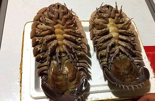 Trong khi hầu hết các loại hải sản được đánh bắt quanh năm thì bọ biển chỉ có theo mùa, từ tháng 3 đến hết tháng 5 dương lịch. Ảnh: Hieuhaisan